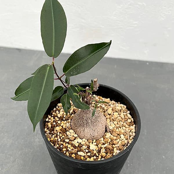 観葉植物 ペトペンチア ナタレンシス 4号鉢植え : 園芸ネット - 通販