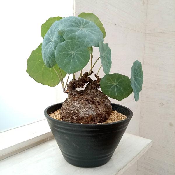 観葉植物/ステファニア:カウィーサキー(sp.ノバ) 9号鉢植え 観葉植物/ステファニア:カウィーサキー(sp.ノバ) 9号鉢植え