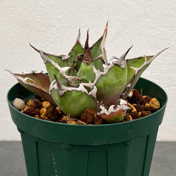 観葉植物 アガベ Big Surprise 3号23-01 : 園芸ネット - 通販 - Yahoo