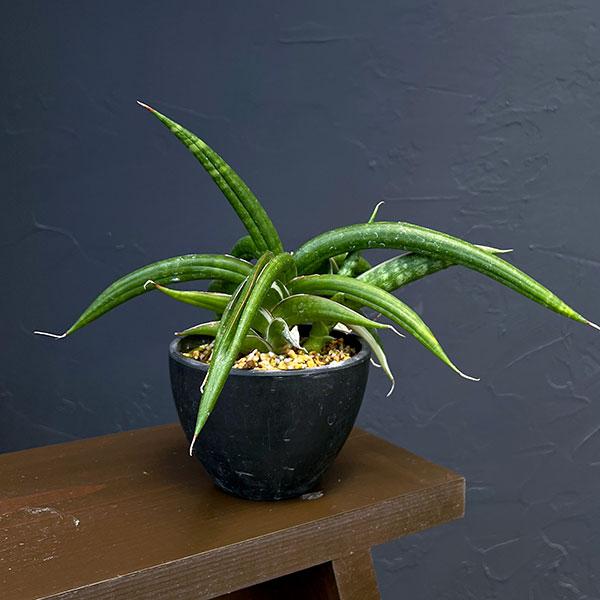 観葉植物 サンセベリア キトンガ バリエガータセレクト（美麗白斑入り