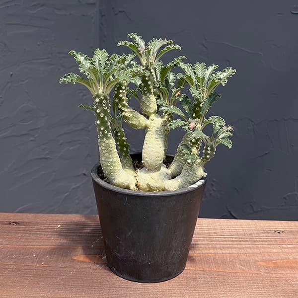 【レア/塊根植物】ドルステニア ラブラニー メス株（大株）鉢植え J 送料無料]ドルステニア：ラブラニー（多頭） 5号鉢植え No.1 の