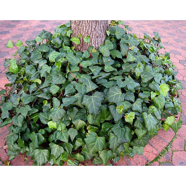 ヘデラ カナリエンシス オカメヅタ 緑葉3 5号24株セット 送料無料 Buyee Buyee Japanese Proxy Service Buy From Japan Bot Online