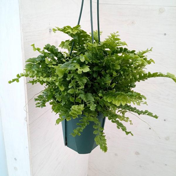 観葉植物 ネフロレピス ポンポン 5号吊鉢植え
