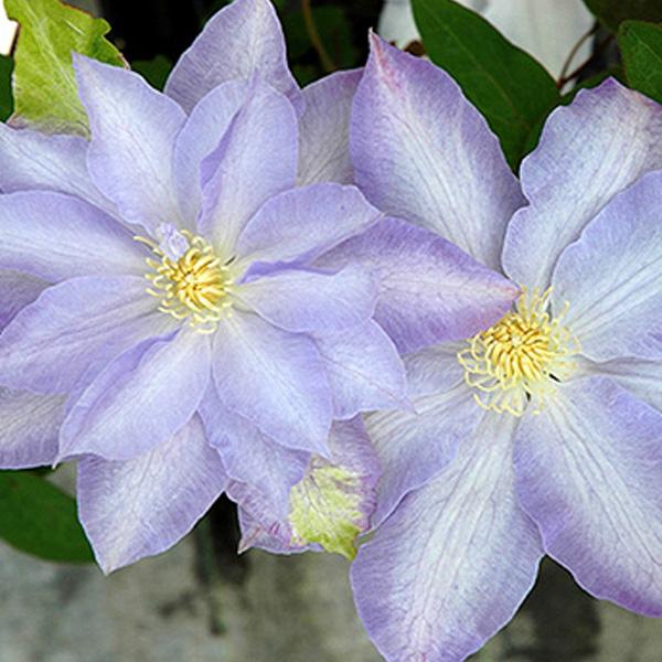 クレマチスの苗/クレマチス：ハヤチネ（早池峰）4.5号ポット