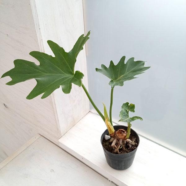 観葉植物/フィロデンドロン：セローム（根上がり） 2.5号 :218038:園芸