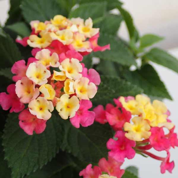 ランタナは熱帯アフリカ原産のクマツヅラ科の花です。小さな花が半球状に集まって、長期間たくさん咲き続けるので、花壇や鉢植えでとても楽しめる花です。花色の変化が楽しめます。「七変化」は複色系のランタナの総称（通称名）です。この品種はピンクと黄色...