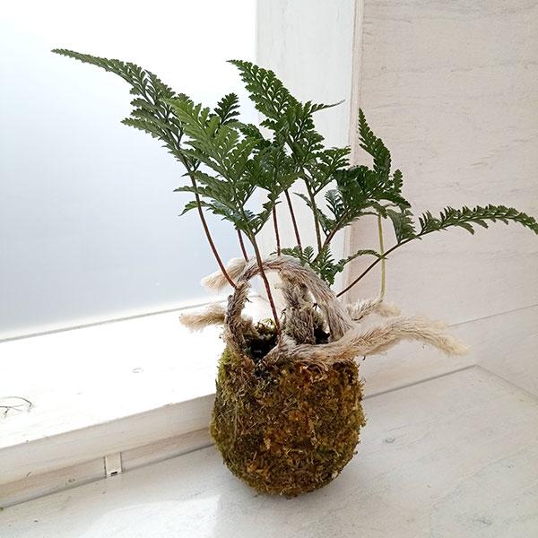 観葉植物 ★入荷から日数が経ったためセール価格となりました。商品の状態は画像と異なる場合があります。★トキワシノブは夏の装飾におすすめのシダ植物です。そのまま飾れる苔玉仕立てです。小皿などに載せて、リビングのデコレーションに。トキワシノブは...
