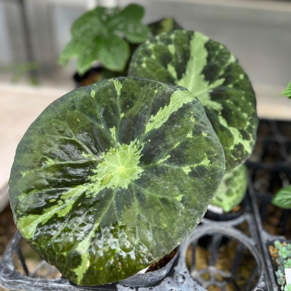 ハッカクレンは中国、台湾などに自生する多年草。八角形の手のひら状に広がる葉が特徴です。別名ミヤオソウとも呼ばれます。コナンハッカクレンは緑〜黒色のビロードのような葉に白い斑が入る独特の葉模様が美しい、珍しい品種です。葉の下に赤褐色の花を咲か...