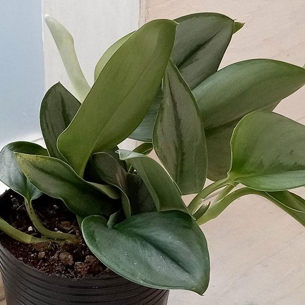 観葉植物/スキンダプサス：ムーンライト 3.5号 : 園芸ネット