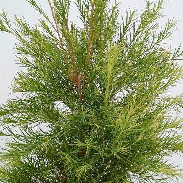 【高さ160㎝前後‼️】メラレウカ　メディカルティーツリー ティーツリー　苗 Amazon.co.jp: メディカルティーツリー 苗木 オージープランツ