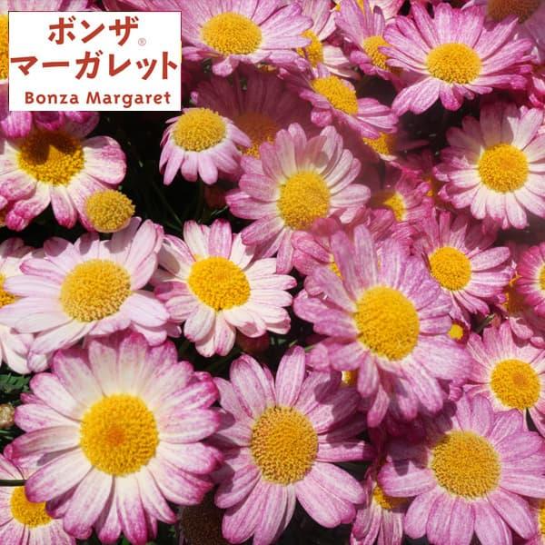 草花の苗 26年10月中下旬予約 ボンザマーガレット サンライズピンク3.5号ポット(R)