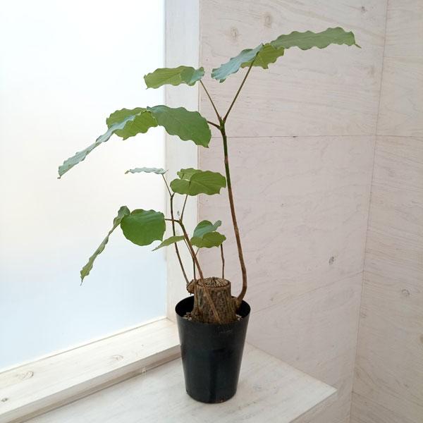 観葉植物 プセウドボンバックス エリプチクム 5号鉢植え23-06 : 園芸
