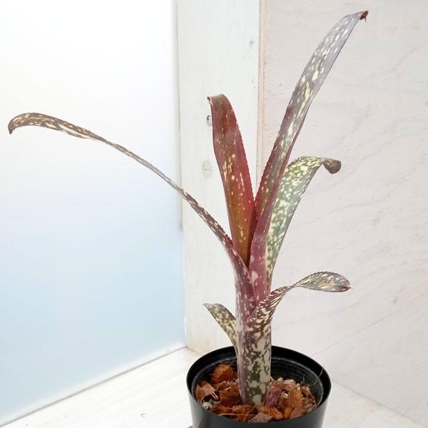 観葉植物 棚卸セール ビルベルギア ドリーム 4号 : 園芸ネット - 通販