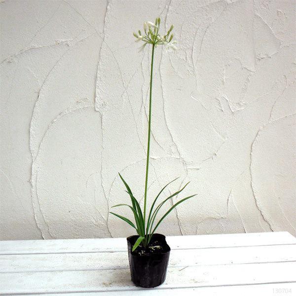 草花の苗 アガパンサス アフリカヌス 白 アルバ 3 5号ポット Buyee Servicio De Proxy Japones Buyee Compra En Japon