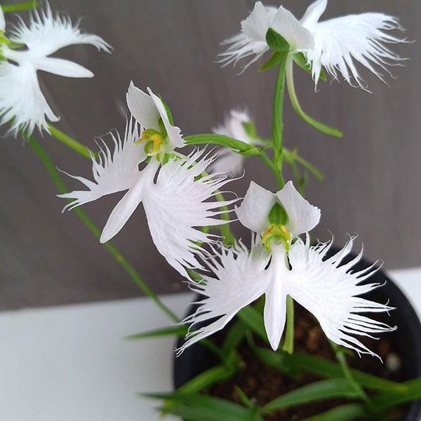 純白の白鷺が舞っているような花が美しい多年草です。もとは北海道を除く全国の湿地に生ていましたが、現在は自然の状態ではほとんどみられなくなりました。江戸時代から栽培されている山野草の人気品種です。※詳しい商品説明は下のほうに記載があります