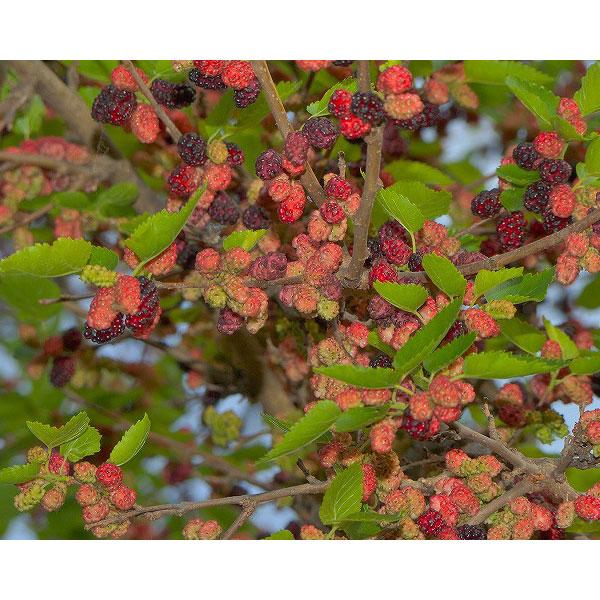 ★入荷から日数が経ったためセール価格となりました。商品の状態は画像と異なる場合があります。★昔懐かしい桑の実。ブドウのように発酵させて果実酒もつくられます。ジューシーで甘い果実はとても美味です。シャルロットリュス（Charlotte Rus...