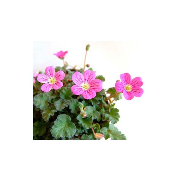 ゲラニウムの仲間です。ほふく性で丈夫で育てやすい姫フウロ草。春先から初秋にかけて茎を伸ばしながら次々とかわいい小花を咲かせます。※詳しい商品説明は下のほうに記載があります