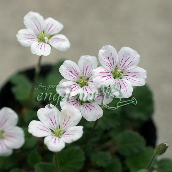 ゲラニウムの仲間です。ほふく性で丈夫で育てやすい姫フウロ草。春先から初秋にかけて茎を伸ばしながら次々とかわいい小花を咲かせます。※詳しい商品説明は下のほうに記載があります