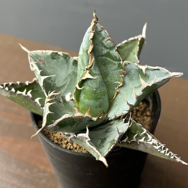 観葉植物 アガベ チタノタ ブラックアンドブルー 2.5号鉢植え : 園芸 