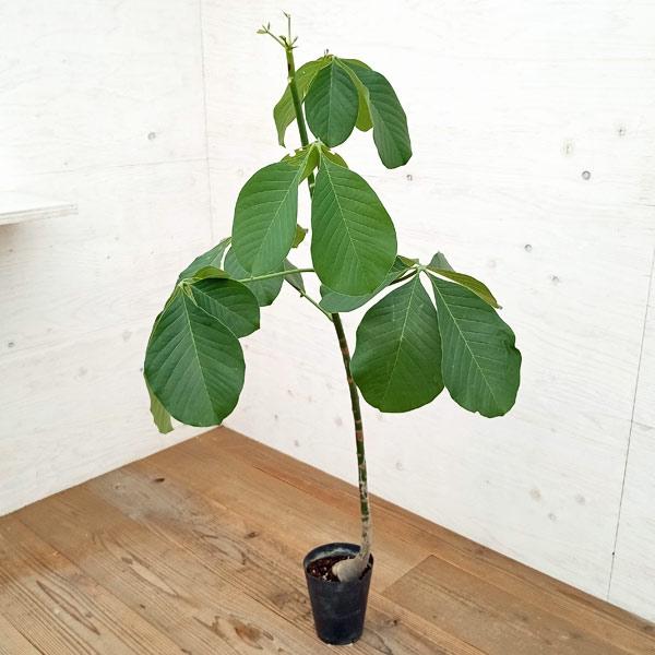 観葉植物 プセウドボンバックス エリプチクム（実生株） 5号鉢植え23