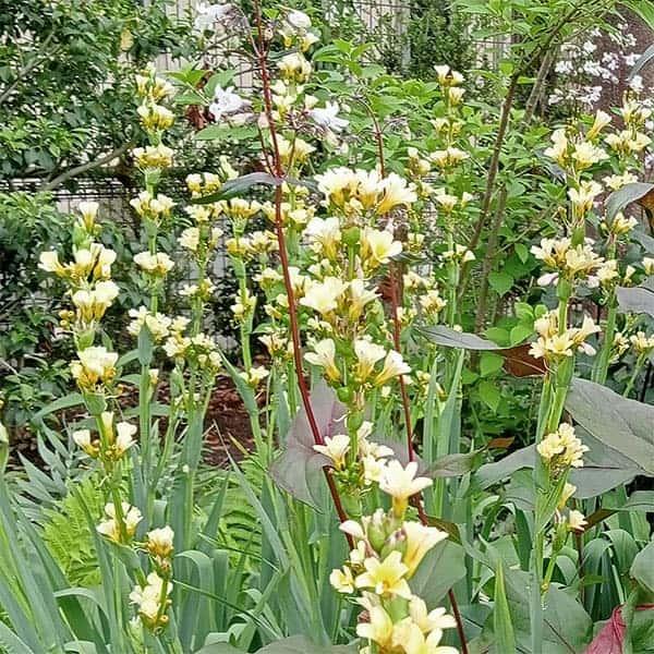草花の苗 シシリンチューム ストリアタム3.5号ポット