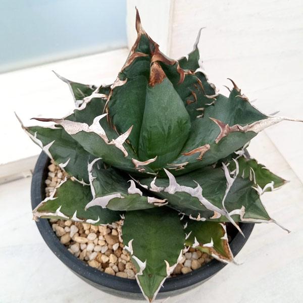 観葉植物 アガベ チタノタ ソーラーエクリプス（紅葉No.1） 5号23-01