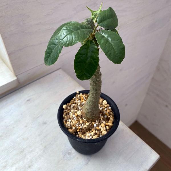 ダブルヘッド 2頭 ドルステニア フォエチダ 観葉植物 観葉植物 ドルステニア フォエチダ 2.5号鉢植え : 園芸ネット - 通販