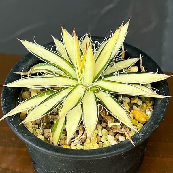 観葉植物 棚卸セール アガベ 白糸の王妃乱雪 黄中斑（発根済） 3.5号