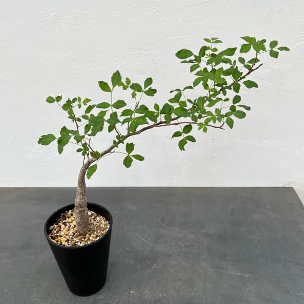 大型　ブルセラ・ファガロイデス　2株セット 観葉植物 ブルセラ ファガロイデス 4号鉢植え23-02 送料無料 : 園芸