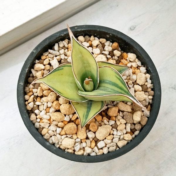 サンスベリア　レオパルドバット バリエガータ 楽天市場】観葉植物/サンセベリア：ガブリエラ バリエガータ 3号