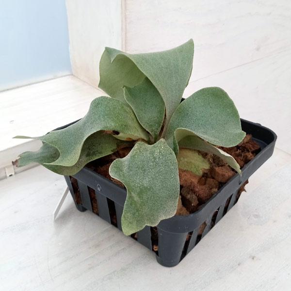 ビカクシダ ダリン（yot17） 中株 ビカクシダ ダリン（yot17） 中株 超お得 - メルカリ