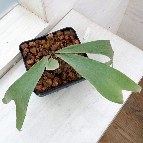 観葉植物 棚卸セール ビカクシダ（コウモリラン） ベイチー プミルム
