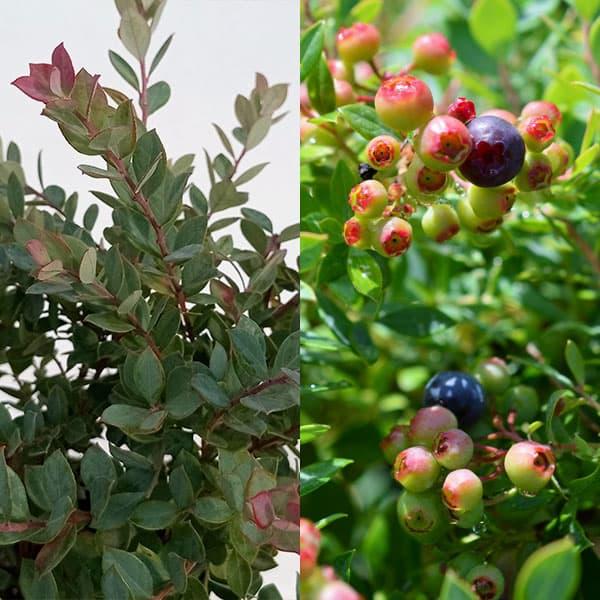 ★入荷から日数が経ったためセール価格となりました。商品の状態は画像と異なる場合があります。★インディゴブルーは鑑賞用価値の高い常緑性のブルーベリー。枝付きが細かく、きめ細やかなシルバーがかった葉も美しく、実だけではなく美しい姿が楽しめます。...