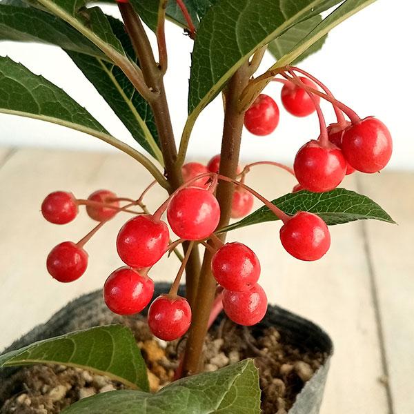 草花の苗 ヤブコウジ（十両） 紅玉2.5号ポット 実付き
