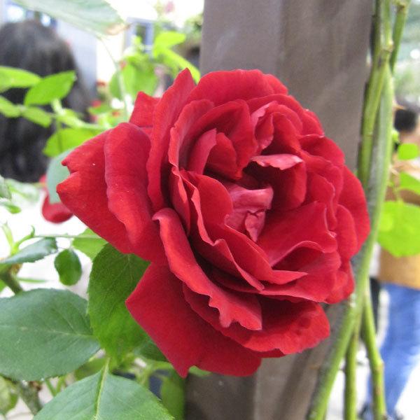 バラの苗 つるバラ ダイナマイト6号長尺 園芸ネット 通販 Yahoo ショッピング