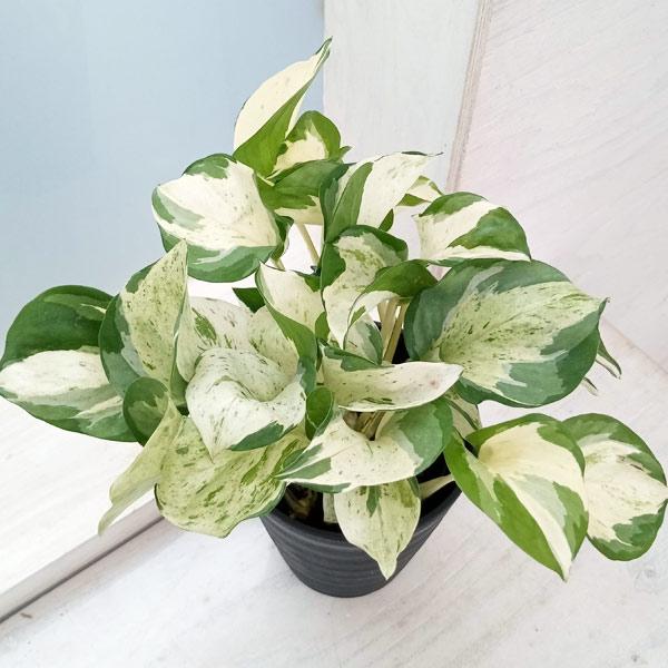 観葉植物 ポトス ステータス 4号鉢植え : 園芸ネット - 通販 - Yahoo