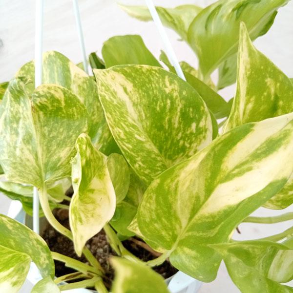 観葉植物 ポトス テルノエスプリ 5号吊り鉢 : 園芸ネット - 通販