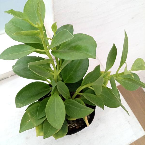 希少 hoya ホヤ peltata ⑤ 3号鉢 希少 hoya ホヤ peltata ⑤ 3号鉢