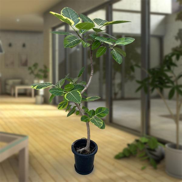 観葉植物 フィカス アルテシマ 8号鉢植え（皿付き） 送料無料 : 園芸