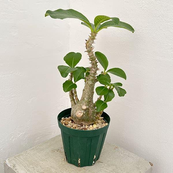 観葉植物 パキポディウム ウィンゾリー（実生） 4号鉢植え23-02 : 園芸