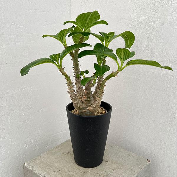 観葉植物 棚卸セール パキポディウム ウィンゾリー（実生） 4号鉢植え