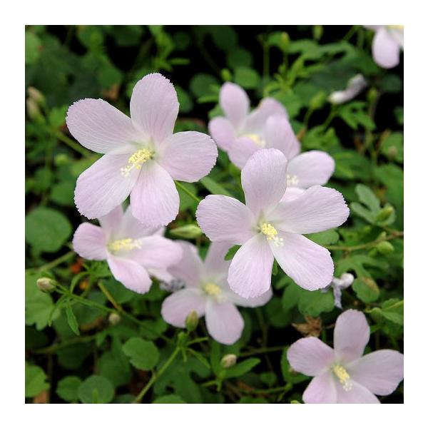 草花の苗 ハイビスカス（原種系） ロバツス3-3.5号ポット