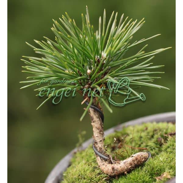 山野草の苗 マツ 三河黒松（みかわくろまつ）2.5-3号ポット : 園芸