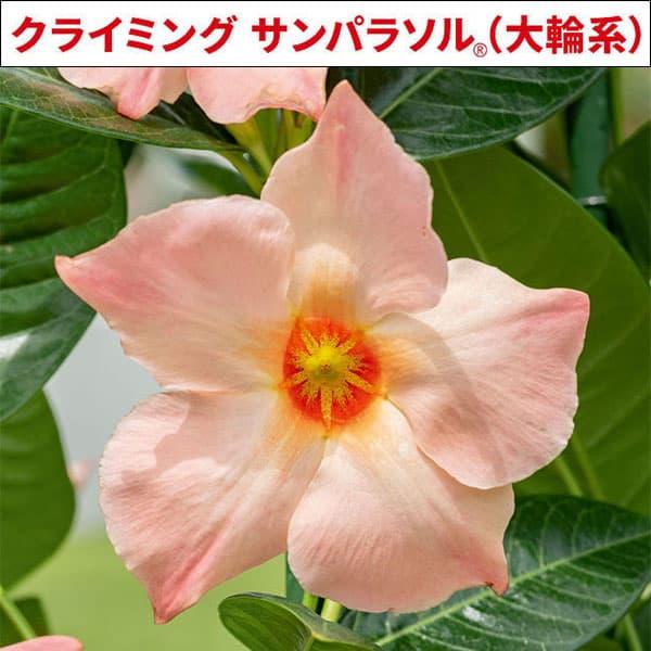 草花の苗 マンデビラ クライミングサンパラソル（大輪系） ピーチオレンジ3.5号ポット(R)