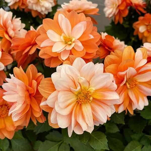 キャラメルは、ラベラ・グランデシリーズの最新品種。思わず目を見張る鮮やかな花色。とても魅力的です。オレンジとホワイトのバイカラータイプで花ごとに色の混じり合い方は様々となります。オレンジやホワイトの単色で咲くこともあります。ラベラ・グランデ...