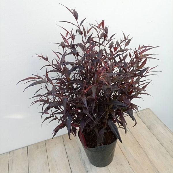 花木 庭木の苗 ストロビランテス ブルネッティ 6号ポット
