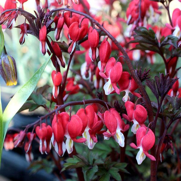 鮮やかな赤いハート型の花を咲かせるディセントラ（タイツリソウ・ケマンソウ）。古くから日本でも山野草愛好家に栽培されていた花ですが、最近は寄せ植えやハンギングバスケットの素材としても人気です。柔らかな羽状に裂けた葉、長い花茎に少し垂れるように...