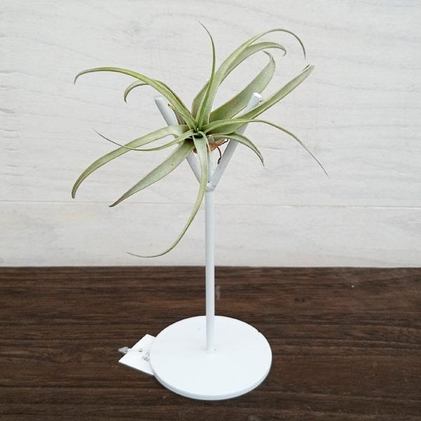 観葉植物/チランジア（エアプランツ）とスタンド白のセット : 園芸