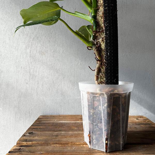 コーヒーの木 実生 極上斑入り 5号ロングスリット鉢【鉢ごと発送】 極上斑入り コーヒーの木 5号ロングスリット【鉢ごと発送