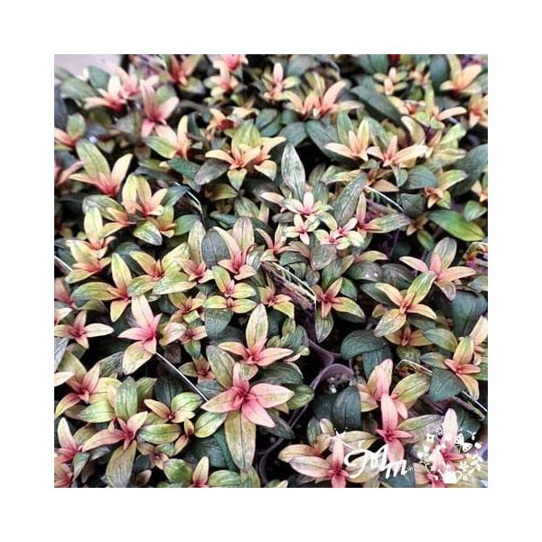 ★入荷から日数が経ったためセール価格となりました。商品の状態は画像と異なる場合があります。★寄せ植え、花壇の彩りを華やかにしたいという思いで育成された村岡オーガニックさんオリジナルのカラーリーフ金魚草です。ブランルージュムーンは、新芽にグラ...